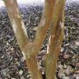 50 Seeds Red Stopper Eugenia Rhombea (Florida native wild bird tree bonsai seed)