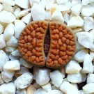 100 SEEDS Lithops Hookeri Vermiculate Form (Rare living stones exotic mesemb)