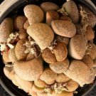 100 SEEDS Lithops Lesliei Minor Witblom (Rare living stone rock cacti mesemb seed)