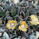 100 SEEDS Nananthus Aloides (Rare living stone cacti mesembs rock plant ice seed)