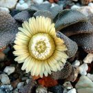 100 SEEDS Aloinopsis Rosulata (Rare living stone cacti mesembs rock ice seed)