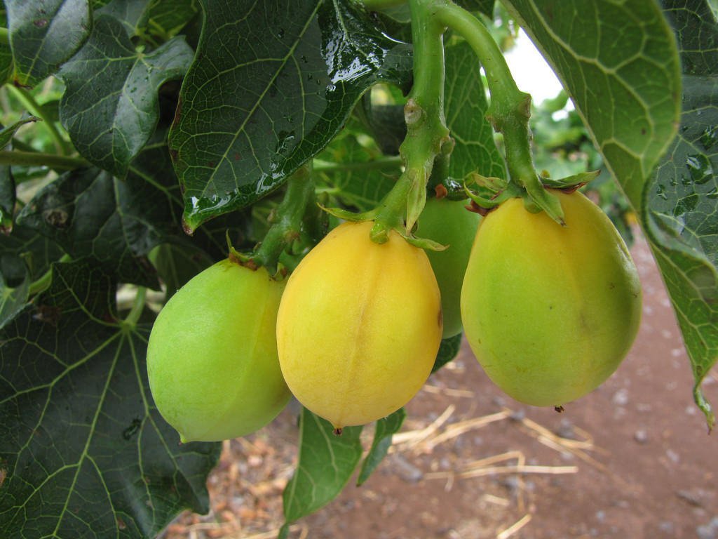 6 Seeds PHYSIC NUT Barbados (Rare JATROPHA CURCAS Bio diesel seed)