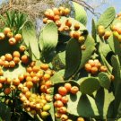 100 SEEDS Opuntia Ficus Indica Nopal Edible Cactus Nopalea Juice Nopalina