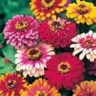 800 Seeds Mixed Zinnia Seeds, Carousel, Heirloom Zinnia Seed, Bulk Flower edlcy (Seeds)