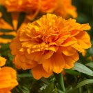 24,000 Seeds Marigold Seeds, French Orange, Double Marigolds, Heirloom edlcy (2 oz Seeds)