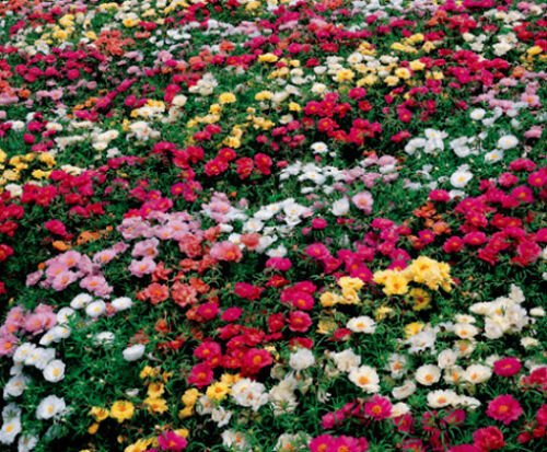 800 Seeds Rose Moss Seed, Mixed Rose Moss Seed, Heirloom Ground Cover, Low Growing edlcy (Seeds)