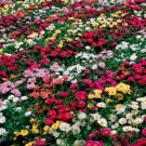 800 Seeds Rose Moss Seed, Mixed Rose Moss Seed, Heirloom Ground Cover, Low Growing edlcy (Seeds)