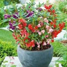100 Seeds Impatiens Seeds, Tom Thumb Extra Dwarf Balsam Impatiens Seed, Heirloom edlcy (Seeds) 100 Seeds Impatiens Seeds, Tom Thumb Extra Dwarf Balsam Impatiens Seed, Heirloom edlcy (Seeds)