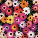 125,000 Seeds Ice Plant Seeds, Livingstone Daisy Seeds, Ground Cover edlcy (1/2 oz Seeds)