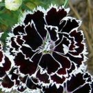100 Seeds Heddewigii Dianthus, Black and White, Japanese Pinks, Black Flowers edlcy (Seeds)