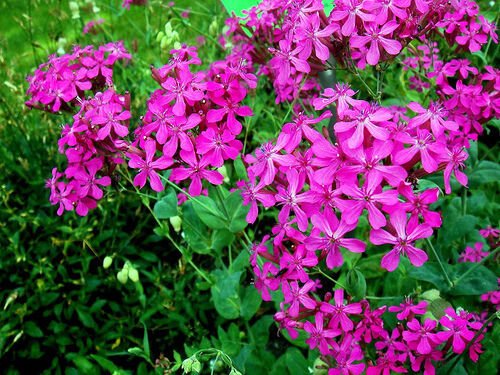 50,000 Seeds Pink None-So-Pretty Seed, Catch Fly Seeds, Heirloom Wildflower edlcy (1/4 oz Seeds)
