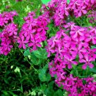 50,000 Seeds Pink None-So-Pretty Seed, Catch Fly Seeds, Heirloom Wildflower edlcy (1/4 oz Seeds) 50,000 Seeds Pink None-So-Pretty Seed, Catch Fly Seeds, Heirloom Wildflower edlcy (1/4 oz Seeds)