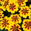 24,000 Seeds Dwarf Marigold, Dainty Marietta, Bulk Marigold, Heirloom edlcy (2 oz Seed)