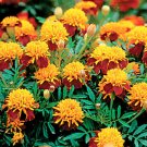 48,000 Seeds Marigold Seeds, Tiger Eyes , French Marigold, Heirloom Bulk edlcy (4 oz Seeds)