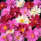 5100 Seeds Pink Cosmos Seeds, Pysche Mix, Heirloom Cosmos Seeds, Bulk Cosmos edlcy (1 oz Seeds) 5100 Seeds Pink Cosmos Seeds, Pysche Mix, Heirloom Cosmos Seeds, Bulk Cosmos edlcy (1 oz Seeds)