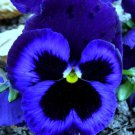 100 Seeds Blue Pansy Seeds, Ullswater, Blue Viola Seeds, Blue Pansies, Heirloom edlcy (Seeds)