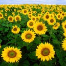100 Seeds Sunflower Seeds, Skyscraper, The Tallest Sunflower, Heirloom Sunflower edlcy (Seeds)