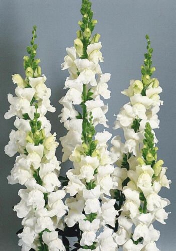200 Seeds Snapdragon Seeds, Snowflake, White Snapdragons, Non-Gmo Heirloom edlcy (Seeds)