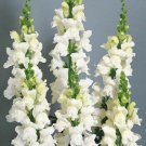 200 Seeds Snapdragon Seeds, Snowflake, White Snapdragons, Non-Gmo Heirloom edlcy (Seeds)