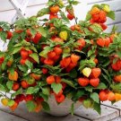 60 Seeds Chinese Lantern Seeds, Heirloom Seeds, Dried Flowers, Eye Catching Blooms edlcy (Seeds)