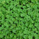 200 Seeds Kidney Weed Seeds, Ground Cover Seeds, Dichondra, Non-Gmo Heirloom edlcy (Seeds)