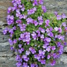 100 Seeds Rock Cress Seeds Purple - Heirloom Groundcover Seeds, Aubrieta Deltoidea edlcy (Seeds)