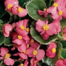 150 Seeds Begonia Seed, Wax Pink Begonias, Wax Begonias, Heirloom NON-GMO Flower edlcy (Seeds)