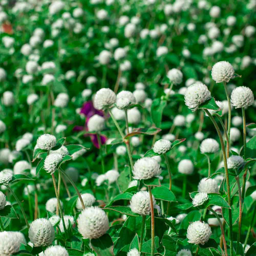 100 Seeds Globe Amaranth Seeds, White, Heirloom Flower Seeds, Very Unusual Flowers edlcy (Seeds)