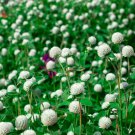100 Seeds Globe Amaranth Seeds, White, Heirloom Flower Seeds, Very Unusual Flowers edlcy (Seeds)