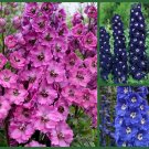 3 Pack of Seeds Delightful Delphiniums Blue Delphiniums, Pink Delphinium edlcy (Each pack 100 Seeds)