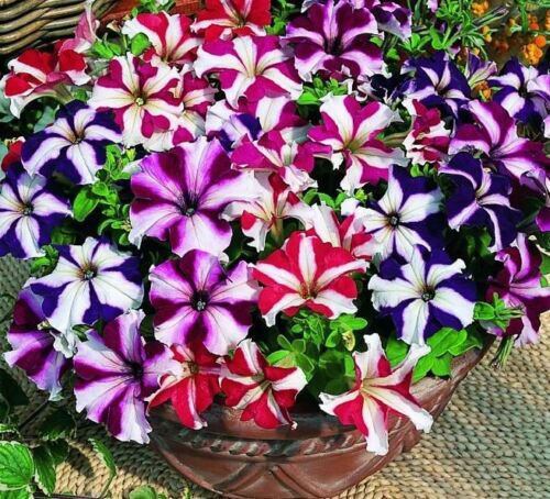 150 Seeds Petunia Seeds, Star Mix, Multiflora Petunia Seeds, Hanging Baskets Non-Gmo edlcy (Seeds)