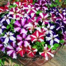 150 Seeds Petunia Seeds, Star Mix, Multiflora Petunia Seeds, Hanging Baskets Non-Gmo edlcy (Seeds)