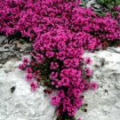 1000 Seeds Red Creeping Thyme Seeds, Groundcover Seeds, Heirloom Non-GMO edlcy (Seeds)