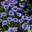 100 Seeds Blue Daisy Seeds, Felicia The Blues, Non-Gmo Flower Seeds, Annual Flower edlcy (Seeds)