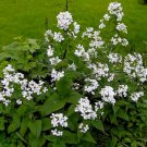 100 Seeds Money Plant Seeds, White, Silver Dollar Plant, Lunaria, Honesty, Heirloom edlcy (Seeds)
