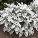 150 Seeds Dusty Miller Seeds, Silverdust, Foliage Seeds, Heirloom Perennial Plant edlcy (Seeds)