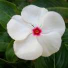 100 Seeds White Vinca Seeds, Bright Eyes, White Periwinkle Seeds, Heirloom Non-Gmo edlcy (Seeds)