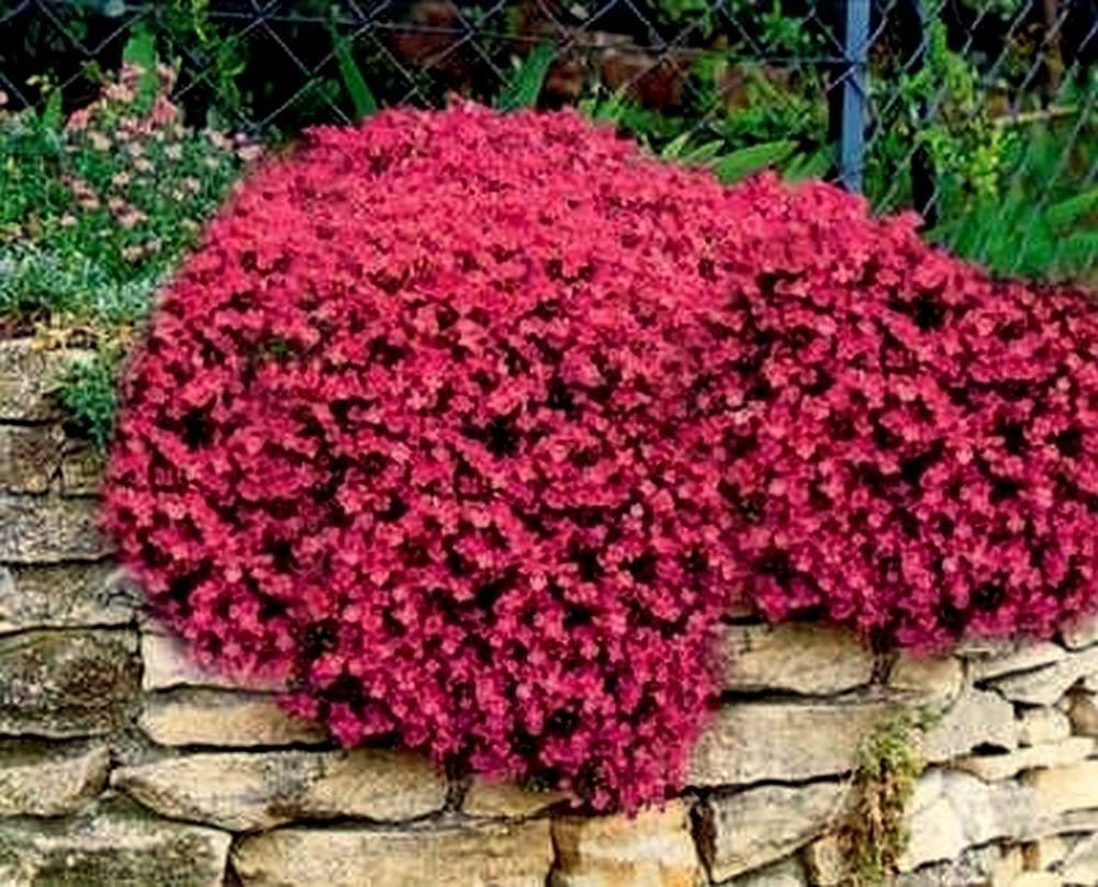 100 Seeds Rock Cress Seeds Cascading Red - Heirloom Groundcover Seeds Perennial edlcy (Seeds)