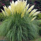 100 Seeds White Pampas Grass Seeds, Heirloom Ornamental Grass Seeds, Feathery Blooms edlcy (Seeds)