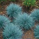 200 Seeds Blue Fescue Seeds, Ornamental Grass Seeds, Beautiful Blue-Green Perennial edlcy (Seeds)