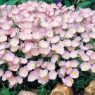 Approx 375,000 Seeds Pink Primrose Seeds, Pink Evening Primrose, Bulk edlcy (2 oz Seed)