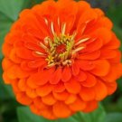 150 Seeds Orange Zinnia Seeds, Orange King, Heirloom Zinnia Seeds, Heirloom Flowers edlcy (Seeds)