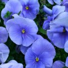 100 Seeds Blue Pansy Seeds, Blue Viola Seeds, Blue Pansies, Heirloom Non-Gmo edlcy (Seeds)