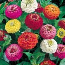 100 Seeds Mixed Zinnia Seeds, Lilliput, Short Zinnias, Heirloom Zinnia Seeds, Non-gmo edlcy (Seeds)