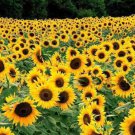100 Seeds Dwarf Sunflower Seeds, Dwarf Sunspot, Heirloom Sunflower Seeds, Non-Gmo edlcy (Seeds)