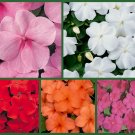 5 Packs of Seed "Impish Impatiens", Red, Orange Impatiens, Pink Impatien edlcy (Each pk 100 Seeds)