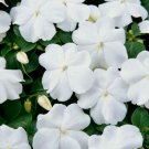 100 Seeds White Impatiens Seeds, Impatiens Seeds, Non-Gmo Heirloom Annual Flower edlcy (Seeds)