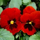 100 Seeds Red Pansy Seeds, Alpenglow, Swiss Giant Pansies, Red Viola Seeds, Heirloom edlcy (Seeds)