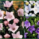 3 Pack of Seeds Balloon Flower, Purple, Pink & White Heirloom Perennial edlcy (Each Pack 100 Seeds)