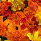 6000 Seeds Mixed Marigold Seed, Farm Mix, Bulk Seed, Heirloom French Marigold edlcy (1/2 oz Seeds)
